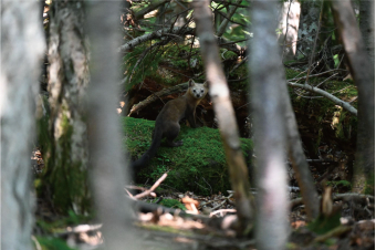 よみもの「ヒグマに会えなかったけども」の見出し画像です