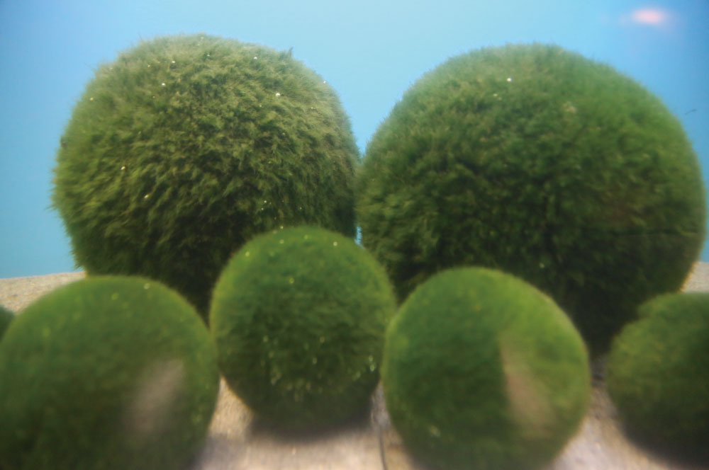 朝カフェ　北海道の小さなお話