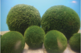 よみもの「マリモと再会の春、待ち遠しい」の見出し画像です