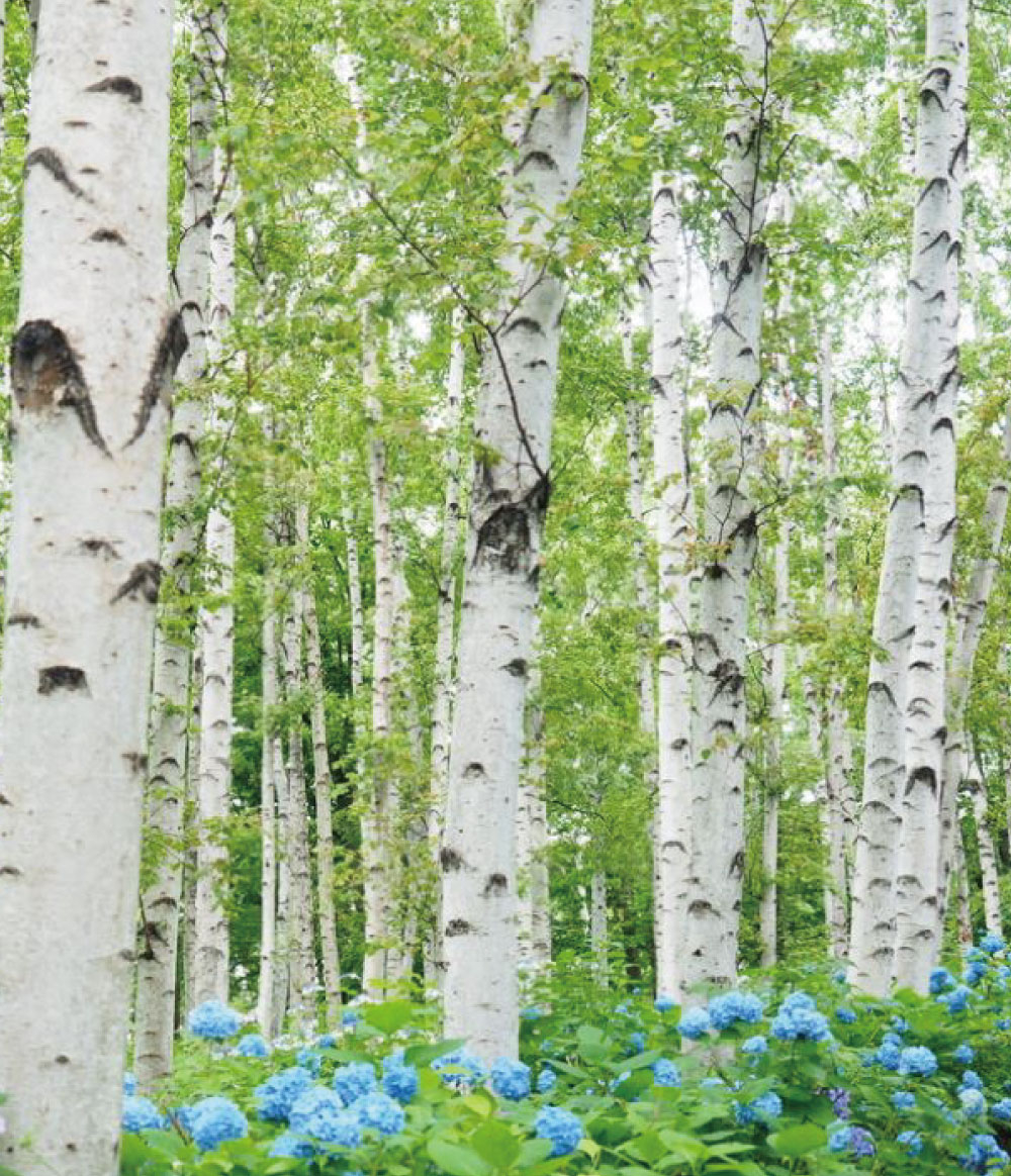 あささんぽみち