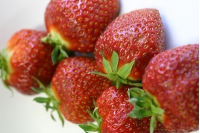 よみもの「札幌生まれの昔イチゴ その名も「さとほろ」」の見出し画像です